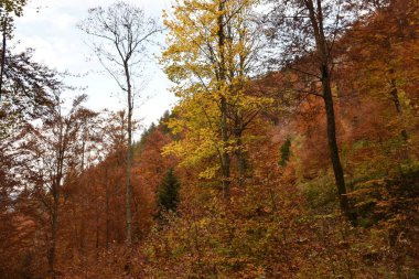 Broadleaf, sonbaharda yaprak döken orman yalnız sarı çınar akçaağaç (Acer pseudoplatanus)