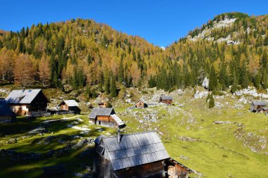 Julian Alpleri ve Triglav Ulusal Parkı 'ndaki Dedno Polje dağlarının manzarası, sonbaharda Slovenya' nın Gorenjska kentinde kozalaklı tarla kuşu ve ladin ormanlarıyla kaplandı.