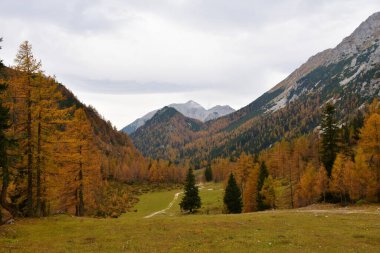 Karavanke dağlarındaki Zelenica 'daki Alp Vadisi, Gorenjska, Slovenya arkasında Stol dağı ve sonbaharda bir kozalaklı tarla ve çam ormanıyla