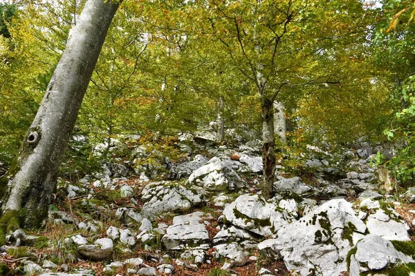 Bosque Haya Hoja Ancha Terreno Kárstico Con Rocas Calizas Que — Foto de Stock