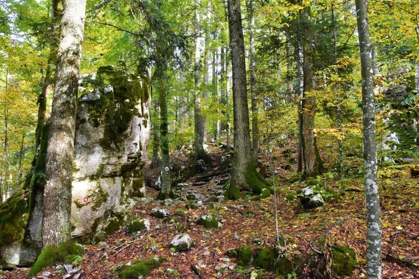Forêt Mixte Feuillus Conifères Avec Hêtres Fagus Sylvatica Sapins Argentés — Photo
