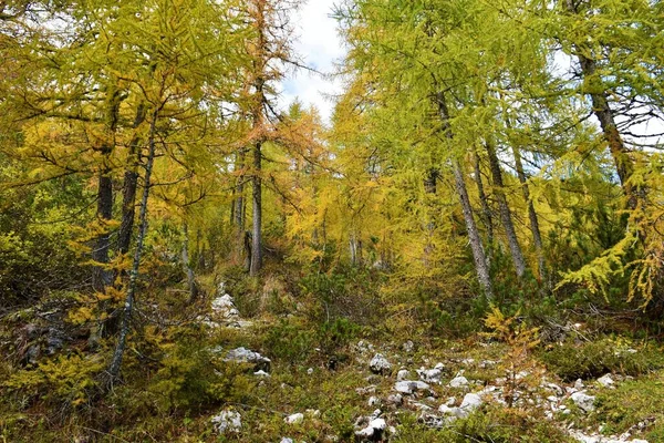 Bosque Alerce Color Amarillo Larix Decidua Otoño —  Fotos de Stock