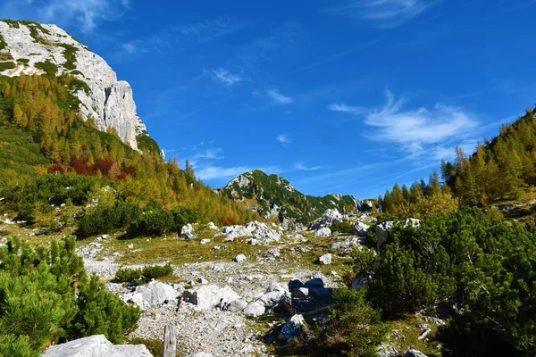 Alpenlandschaft Vrsic Pass Den Julischen Alpen Slowenien Mit Mugo Kiefern — Stockfoto