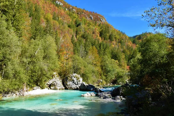 Turquoise colored Soca river in Trenta valley, Primorska, Slovenia with slopes rising above covered in yellow and red colored autumn forest