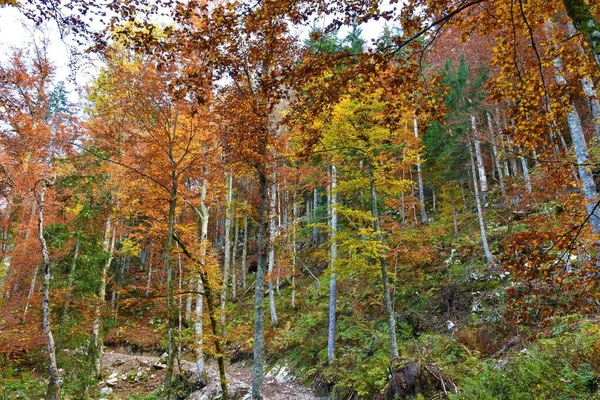 Bosque Colorido Haya Europea Caduca Fagus Sylvatica Color Amarillo Naranja — Foto de Stock