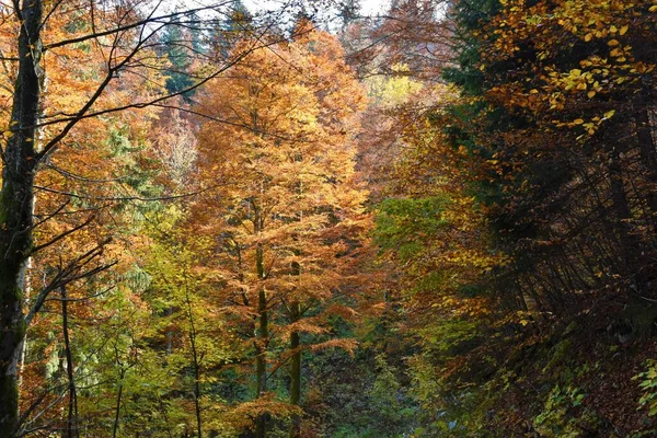 Faia Europeia Fagus Sylvatica Árvores Cores Orage Outono — Fotografia de Stock
