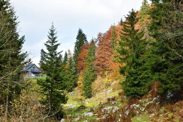 ジュリアン アルプのクナ プリストの下のオロズノバ小屋 Gorenjska スロベニア 秋の色の落葉樹と混合針葉樹と広葉樹林 — ストック写真