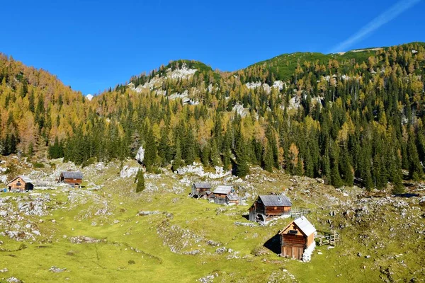 stock image View of Dedno Polje mountain pasture in Julian alps and Triglav national park, Gorenjska, Slovenia in autumn with conifer larch and spruce forest at the hills behind