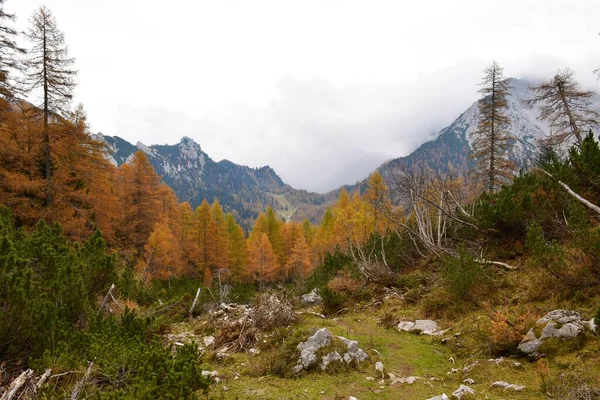 斯洛文尼亚Gorenjska的Karavanke山区Zelenica山区山谷和秋天的彩色落叶松林景观 — 图库照片