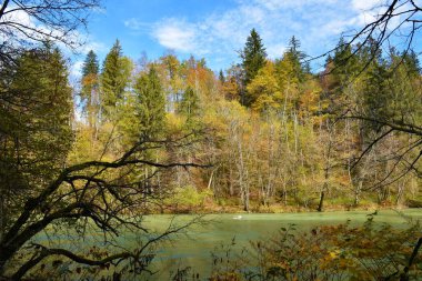 Slovenya 'nın Gorenjska kentinde Sava nehrinin kıyısında ladin ağaçlarına karışmış sonbahar renkli orman