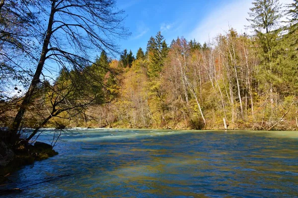 Barevný Podzimní Žlutý Oranžový Les Břehu Řeky Sávy Gorenjské Slovinsko — Stock fotografie