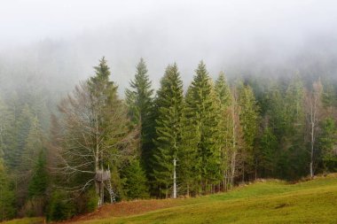 Kozalaklı ve geniş yapraklı orman kenarı, yaprak döken ağaçlar ve arka planda sis ve ağaçları haykıran ahşap saat kulesi.