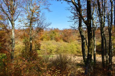 Slovenya 'nın Primorska kentindeki Vremscia kentindeki bir açıklığın yanındaki orman sarı ve turuncu sonbahar renklerinde.