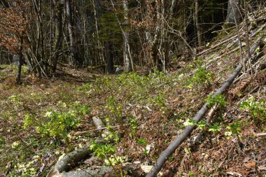 Yeşil hellebore (Helleborus viridis) bahar bitkileri