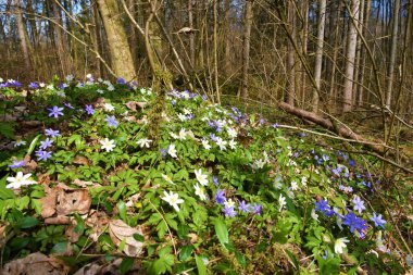 Beyaz ahşap şakayık (Anemonoides nemorosa) ve mor hepatika (Anemone hepatica) çiçekli bahar baharı seçici odak noktası