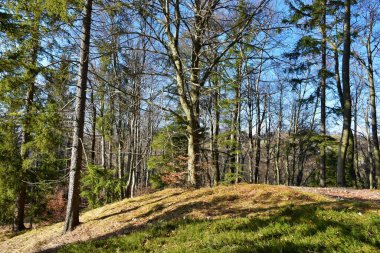 Kayın ağacı (Fagus sylvatica) güneş ışığıyla aydınlatılır