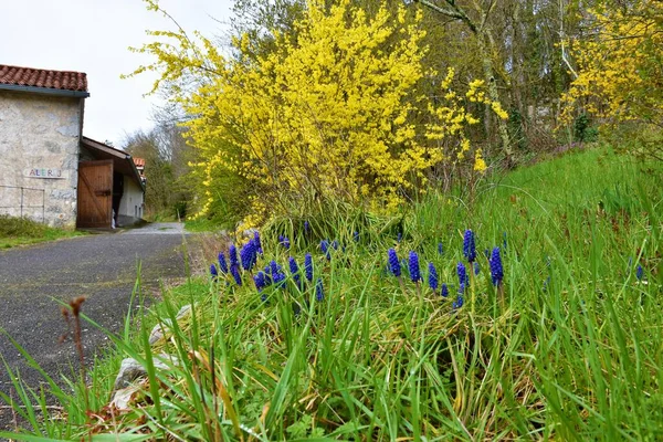 Blaue Traubenhyazinthenblüten Muscari Und Gelber Randforsythia Forsythia Intermedia Strauch Der — Stockfoto