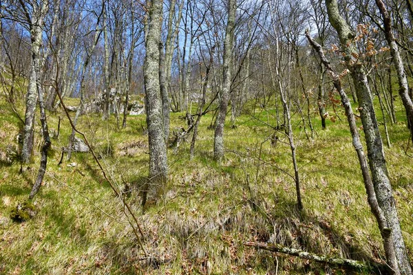 Steiler Hang Mit Eichenwald Und Hellgrünem Gras Frühling Das Den — Stockfoto