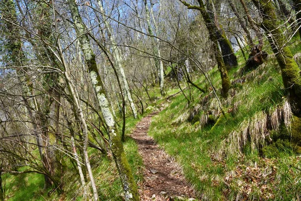 Wanderweg Der Frühling Durch Einen Frühlingshaften Laubwald Mit Hellgrünem Gras — Stockfoto