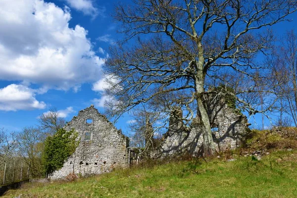 Ruinen Der Burg Skolj Und Eine Hohe Eiche Der Nähe — Stockfoto