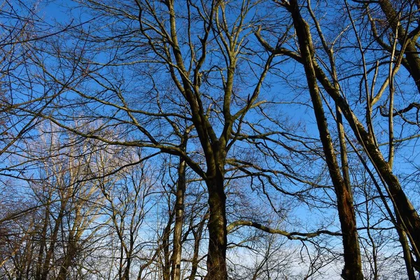 Drzewo Jesionu Zwyczajnego Fraxinus Excelsior — Zdjęcie stockowe