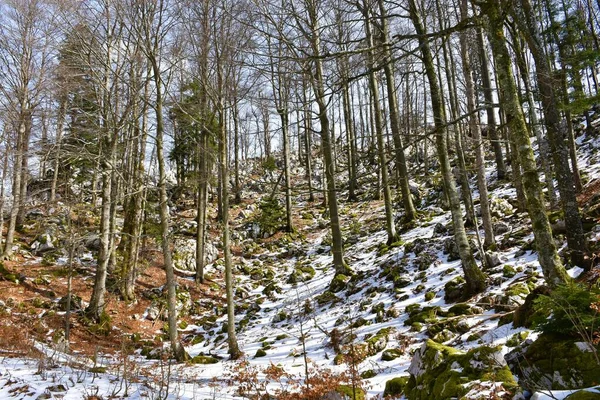冬季的温带落叶山毛榉森林 地面覆盖着积雪和苔藓覆盖的岩石 — 图库照片