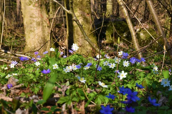 Beyaz ahşap şakayık (Anemonoides nemorosa) ve mor hepatika (Anemone hepatica) çiçekli bahar baharı seçici odak noktası