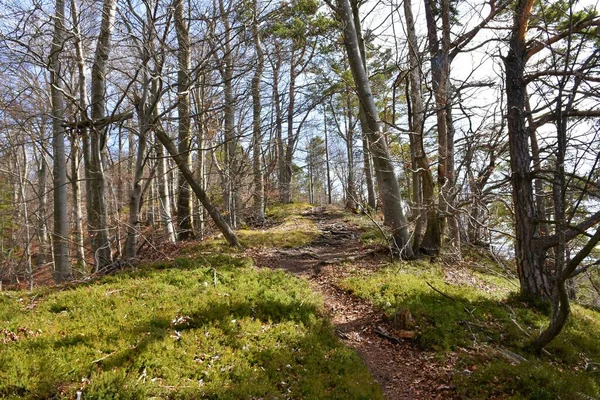 Sentier Menant Travers Une Forêt Tempérée Décidue Hêtres Fagus Sylvatica — Photo