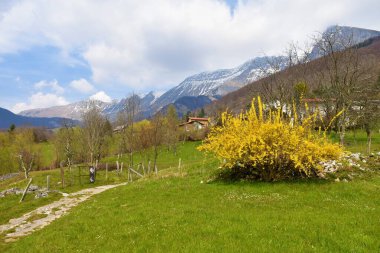 Slovenya Dreznica yakınlarındaki Meadow Bellow Kose köyü İlkbaharda Julian Alpleri 'ndeki körüklü dağlarda sarı çiçek açan sınır çanağı (Forsythia iç medyası)