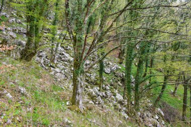 İlkbaharda ortak sarmaşık gövdeleri ile kaplanmış (Hedera sarmaşığı) güzel ortak korna (Carpinus betulus) ormanları)