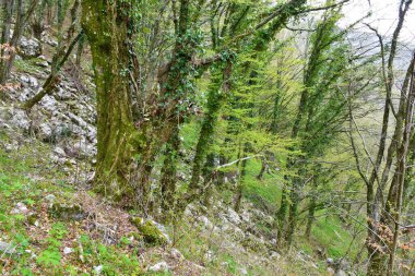 İlkbaharda Koseska Korita 'da eski bir ormandaki eski, sık boynuz kirişi (Carpinus betulus) ağacı