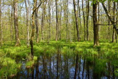 Slovenya 'nın Dolenjska kentinde pedunculate meşe (Quercus robur) ağacı ve su bitkisi bulunan Krakov ormanındaki bataklık sulak alanlar