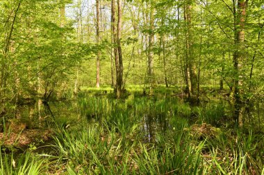 Slovenya 'nın Dolenjska kentindeki Krakov ormanında su bitkileriyle bataklık sulak alanlar