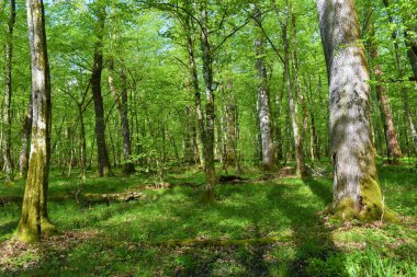 Slovenya 'nın Dolenjska kentinde bulunan yaşlı yaprak, yaprak döküntüsü, ılık sulak Krakov ormanı pedunculate meşesi (Quercus robur) ve ortak boynuz demeti (Carpinus betulus) ile