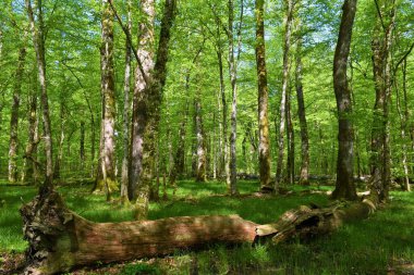 Slovenya 'nın Dolenjska kentindeki Krakov Ormanı' nda eski büyüme pedunculate meşe yaprağı, yaprak döküntüsü, ılıman sulak arazi bataklığı (Quercus robur)