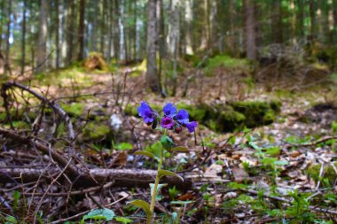 Mavi ve mor akciğer otu (Pulmonaria officinalis) çiçeğine yakın dur