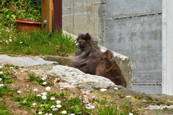 Brown and gray cat from the side