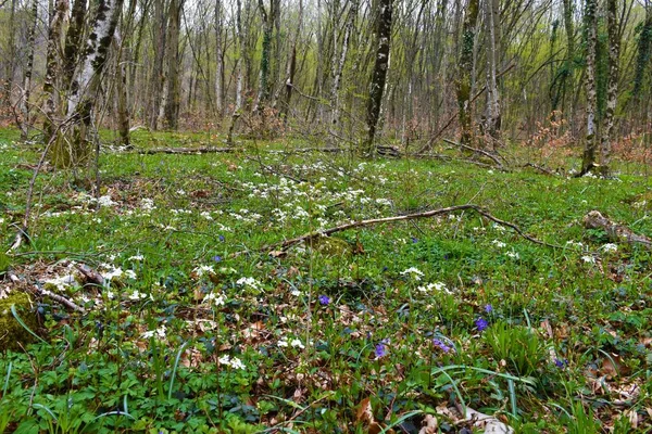Weelderige Lente Kruidachtige Vegetatie Een Bos Met Witte Kardemom Trifolia — Stockfoto