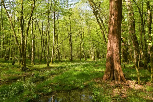 습지대인 크라코프 숲에는 나무가서 있거나 슬로베니아의 렌스카 뱀이서 — 스톡 사진