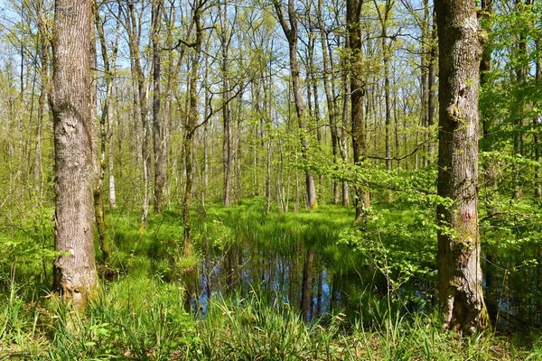 stock image Wetland swamp with pedunculate oak (Quercus robur) trees and aquatic plants growing in the flooded forest in Dolenjska, Slovenia