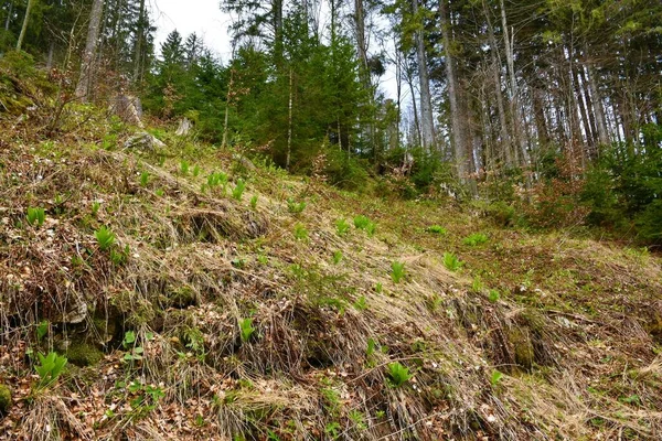 Las Iglasty Wiosnę Fałszywymi Roślinami Helleborine Album Veratrum Pokrywającymi Ziemię — Zdjęcie stockowe