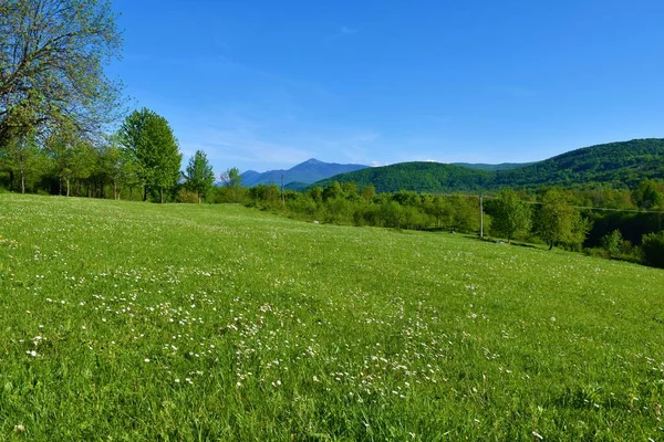 クロアチアのリカ センジ郡の背後にある白い花と森に覆われた丘の牧草地 — ストック写真