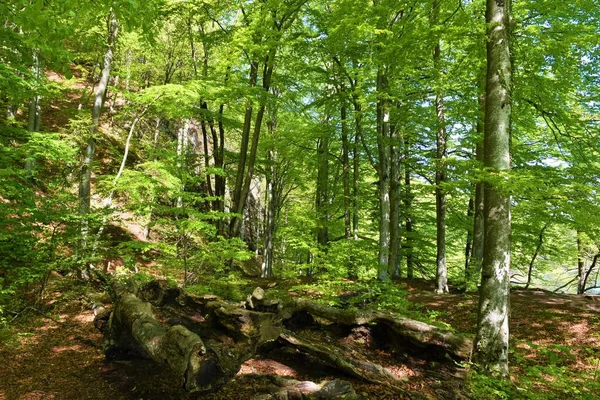 Oud Beukenbos Fagus Sylvatica Het Nationaal Park Plitvice Provincie Lika — Stockfoto