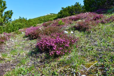 Pembe kış fundalığı (Erica carnea) bitkileri Sneznik dağı ve mugo çamı (Pinus mugo mugo)