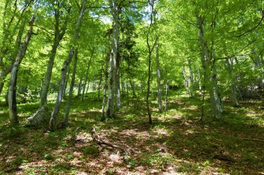 Yazın ılıman, yaprak döken, geniş yapraklı Avrupa kayını (Fagus sylvatica) ormanı