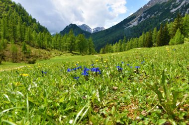 Slovenya 'nın Karavanke dağlarındaki Zelenica çayırında seçici bir odak noktası olan Mavi Bahar Gentosu (Gentiana verna) çiçekleri arkasında Stol dağıyla birlikte