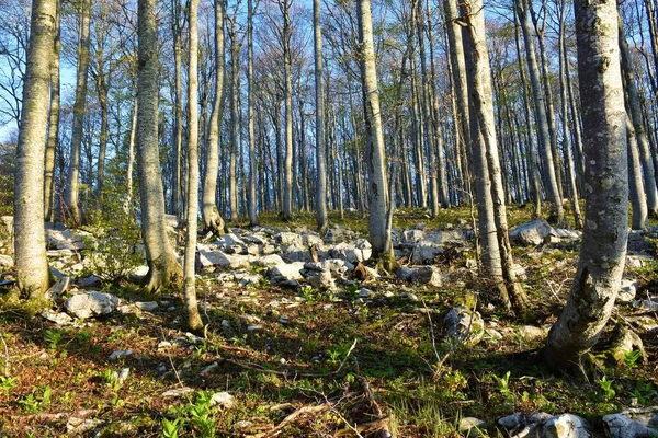 Umiarkowany Liściasty Las Bukowy Fagus Sylvatica Wiosną Skały Ziemi — Zdjęcie stockowe