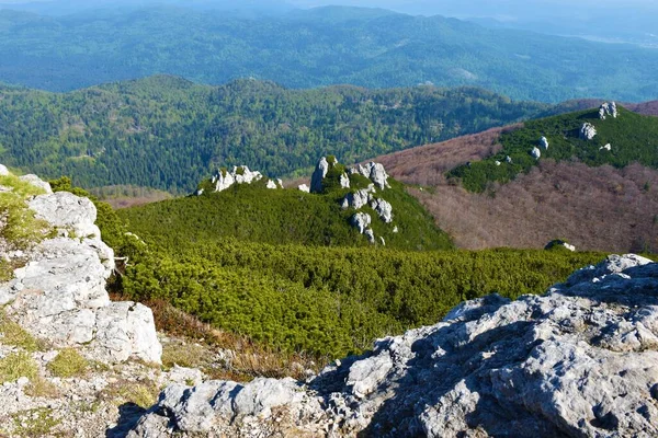 Pendientes Debajo Montaña Sneznik Notranjska Eslovenia Cubierto Pino Mugo Pinus —  Fotos de Stock