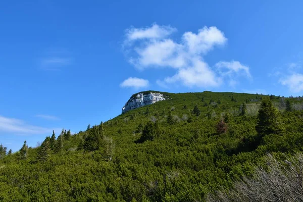 Gipfel Bei Sneznik Mit Hängen Die Mit Mugo Kiefern Pinus — Stockfoto