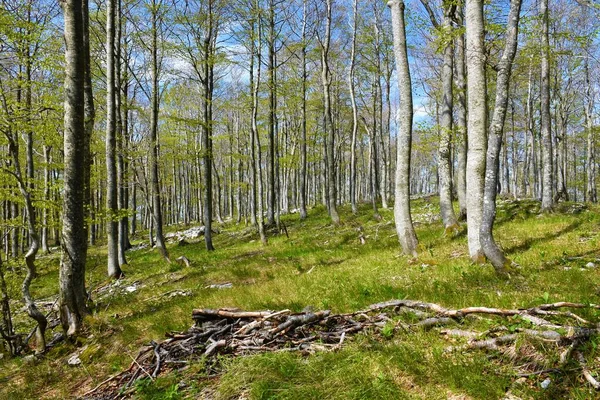 Bladverliezende Beukenbossen Fagus Sylvatica Het Voorjaar Met Gras Dat Grond — Stockfoto